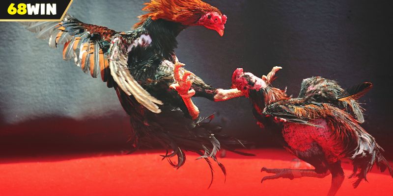 Các điểm nổi bật của đá gà Thomo